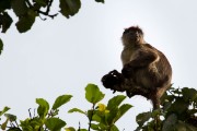 Red colobus monkey