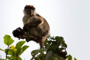 Red colobus monkey : 2014 Uganda