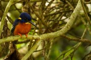 Malachite kingfisher : 2014 Uganda