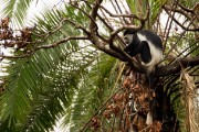 Blach and white colobus monkey