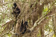 Spider monkey : 2014 Uganda