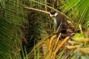 Patas monkey