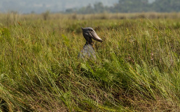 Hornbill