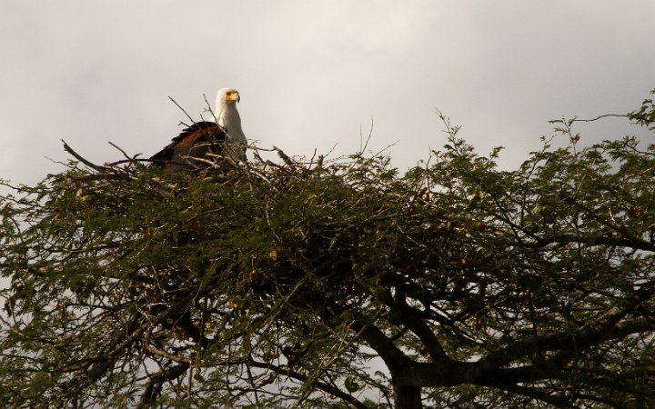 Fish Eagle