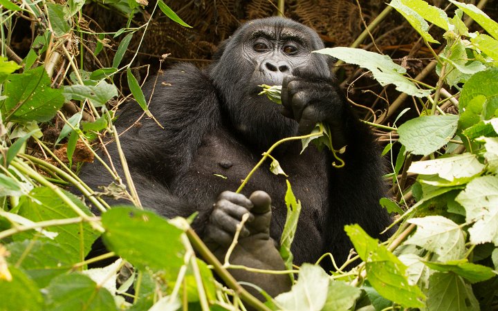 Gorilla Eating