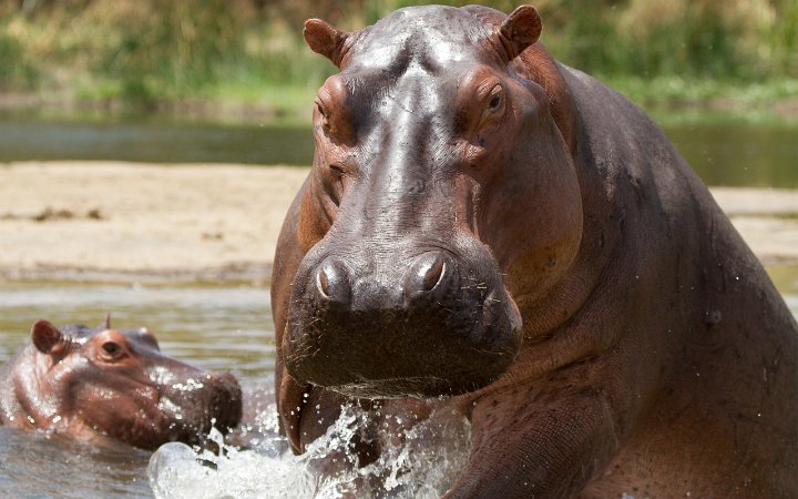 Hippo