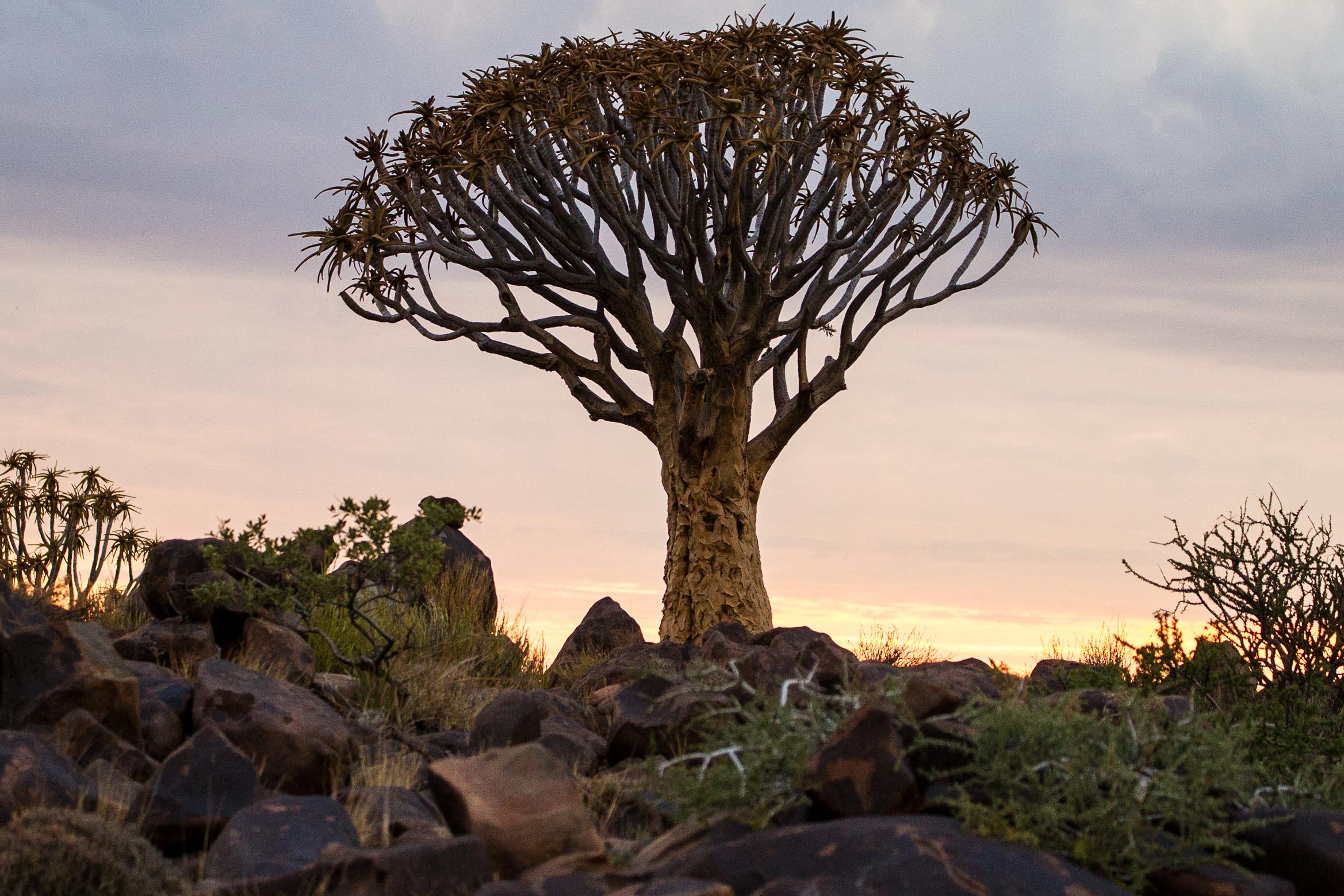 Quiver Tree