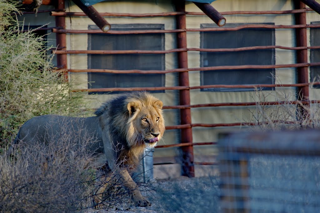 Grootkolk Lion