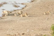 Lions at Dolomite waterhole in the evening