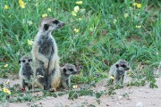 Suricates or meercats