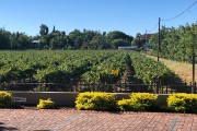 The vineyard at the River Place Manor in Upington