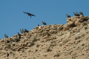 Lots of vultures on the ridge