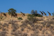 The whole herd of giraffe coming out of the dunes