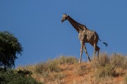 Giraffe on the dune
