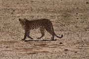 First leopard of the trip just walking down the riverbed