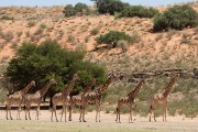 What giraffe do when a leopard walks by