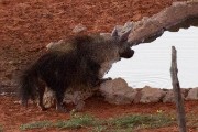 A Brownie at the waterhole
