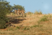 Cheetahs on the hunt