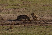 Cheetahs this morning at the waterhole