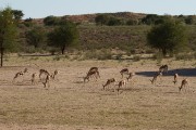Springbok in the riverbed near Kamqua picnic site