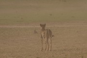 The springbok escaped through the picnic site