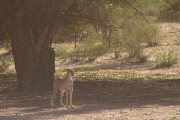The other cheetah just watched and waited