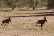 Red hartebeest decide to move on down the valley