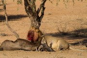 Authorities baited and darted 2 lions so they could attach monitoring devices.  This guy got a little messy with his meal.