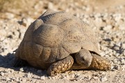 A tortoise near the road