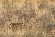 A cheetah slipping away near the lions.