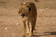 Lion prides in both valleys were darted and collared.  The collars are supposed to fall off at the end of 2019.