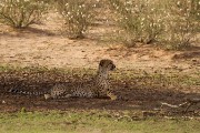We found more cheetahs.  Over the trip of 12 nights we found 26 cheetah.