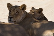 We tracked lions to Union's End picnic site
