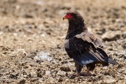 Bateleur eagle.  There were about 200 1 morning catching terminites.