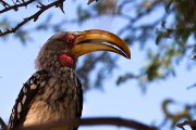 Southern yellow-billed hornbill