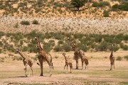 All sizes of giraffe at Urikaruus