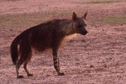 Brown hyaena at the waterhole