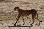 Incoming cheetah