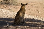 Watching the cheetah at the waterhole