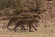 Normally we see 1, maybe 2 leopards during the whole trip.  This year we had 9 leopard sightings!