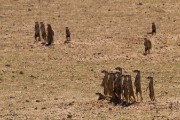 Meerkats at attention when 3 leopard are walking their way