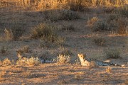 2 cheetahs near Kalahari Tented camp at sunset.