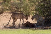 Cheetah on a Springbok kill.