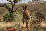 Roan antelope