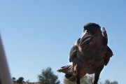 Crows looking for a hand out