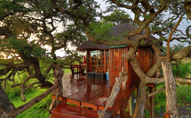 Tree House Chalet