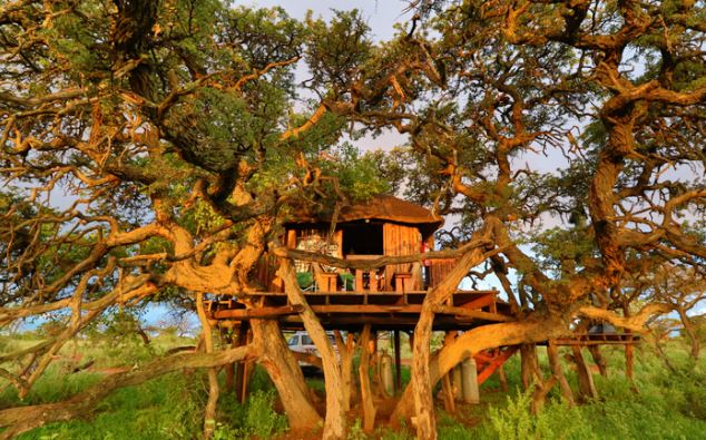 Tree House Chalet