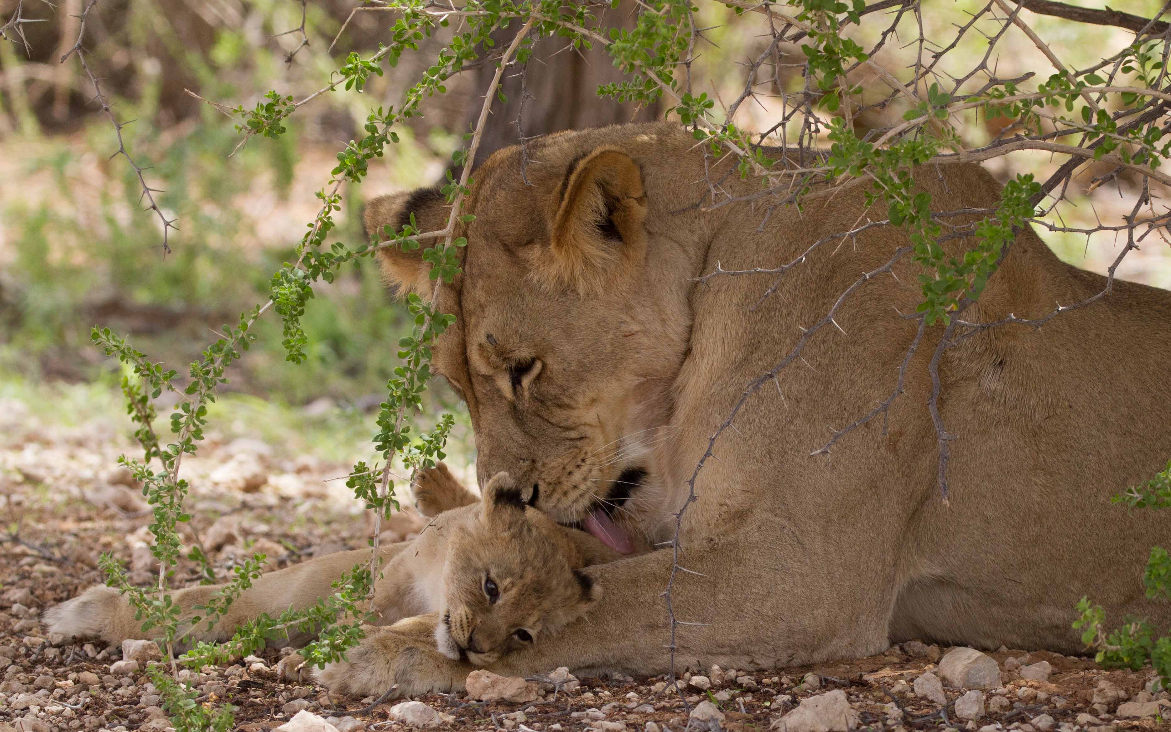 Mon and cub