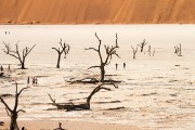 Dead Vlei at the foot of Big Daddy, tallest Sossusvlei dune