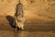 cheetah drinking from a mud puddle